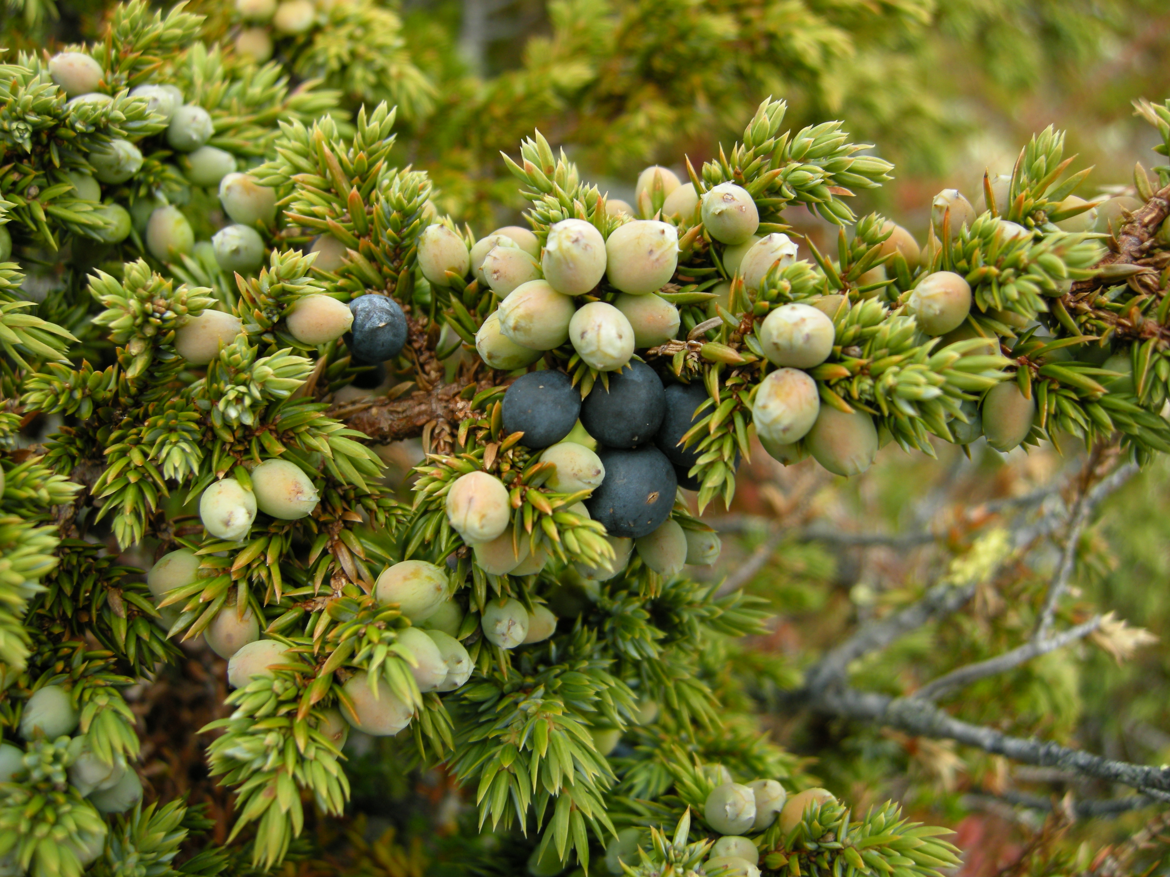 common juniper 